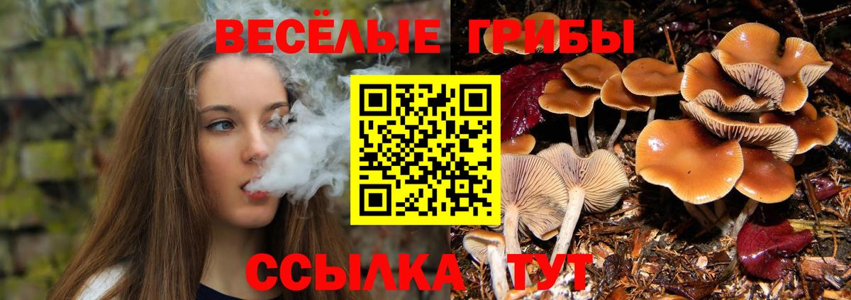 Чернушка  Псилоцибиновые грибы Cubensis  Вход с VPN 